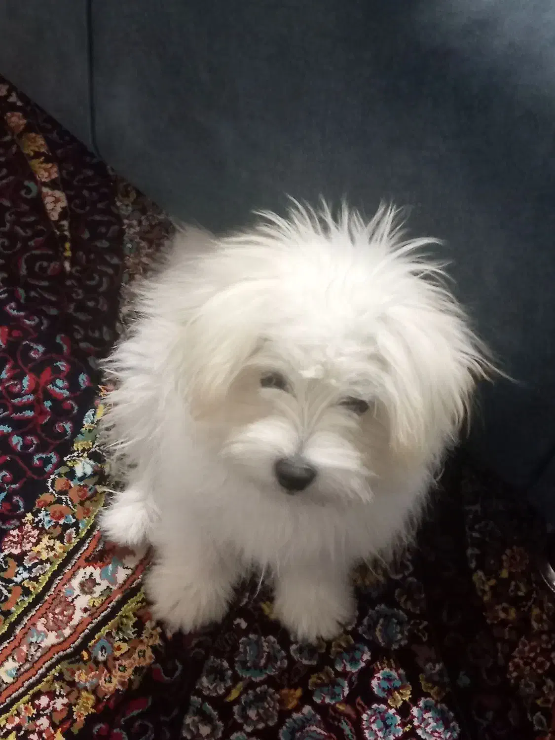 سگ واگذاری|سگ|فسا, |دیوار