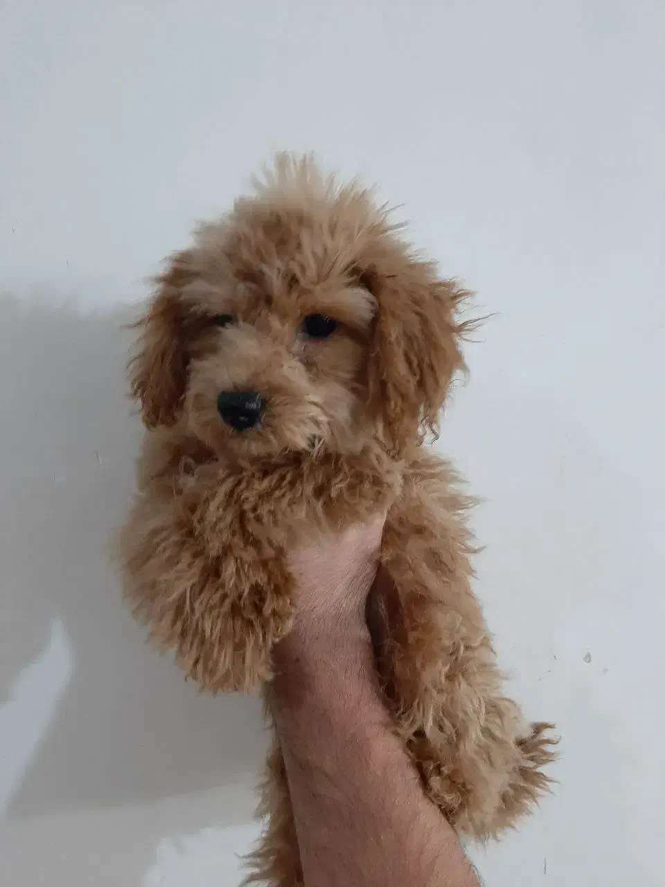 سگ پودل|سگ|مشهد, چهارچشمه|دیوار