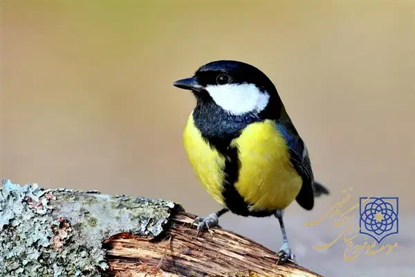 سهره ز.|پرنده|شیراز, میرزاکوچک خان|دیوار