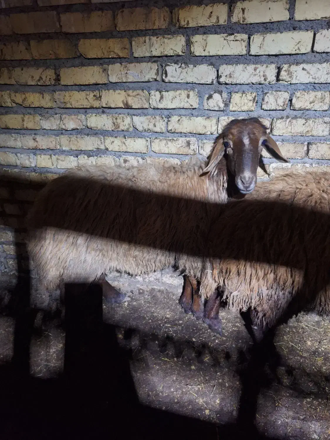 میش|حیوانات مزرعه|فلاورجان, |دیوار