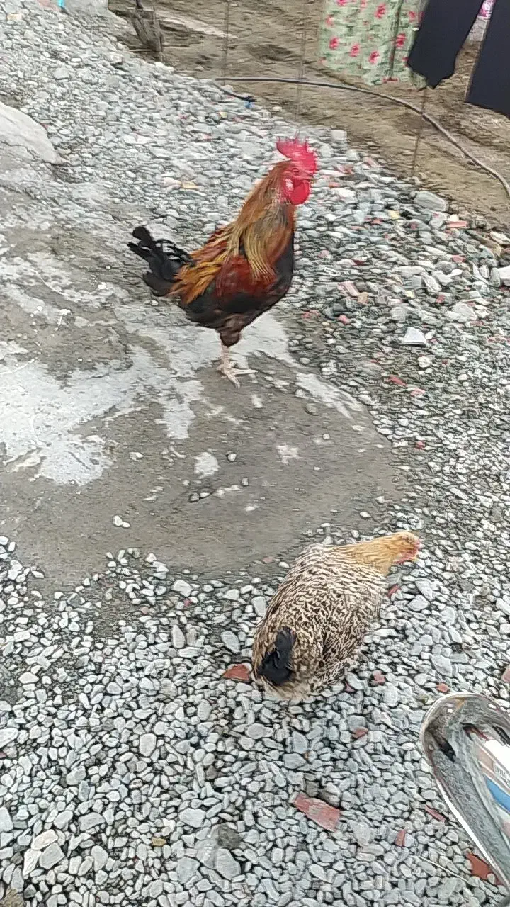 مرغ خروس عالی خروس|حیوانات مزرعه|چاه مرید, |دیوار