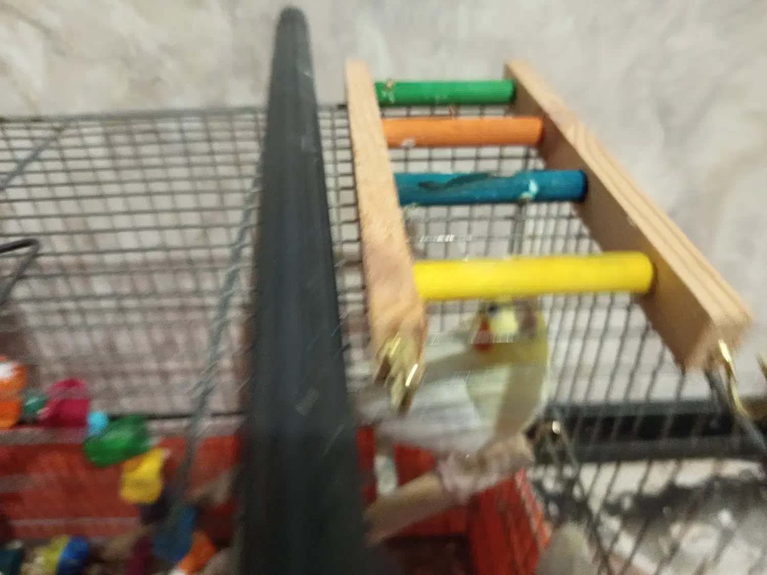 دو عدد عروس هلندی نرو ماده تخم گذار|پرنده|گلستان (تهران), |دیوار