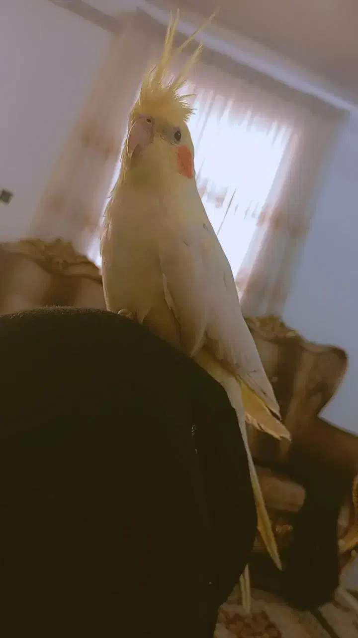 عروس هلندی|پرنده|آران و بیدگل, |دیوار