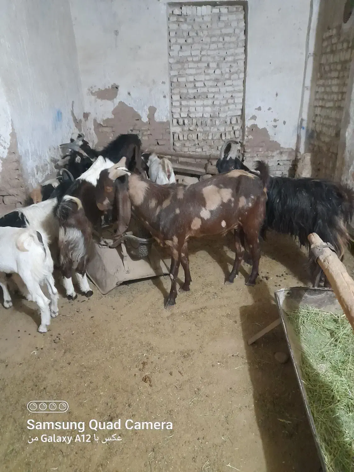 نربزتخمی خارجی اصیل|حیوانات مزرعه|گرمسار, |دیوار