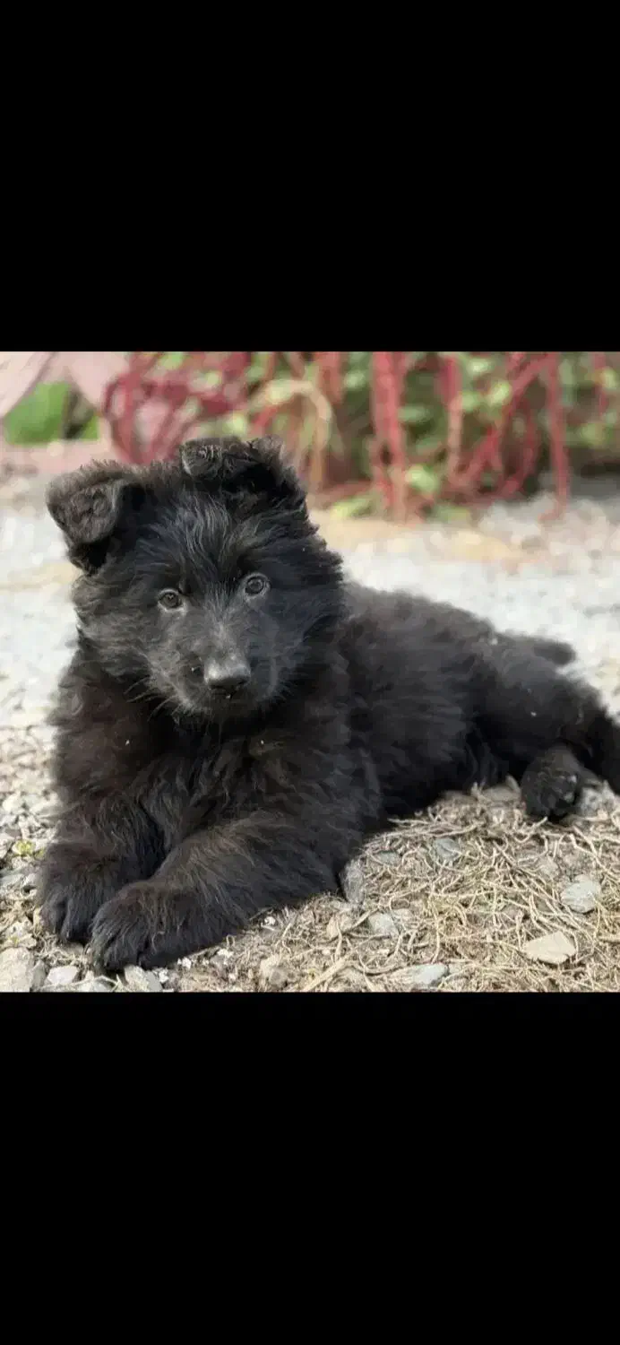 ژرمن شیپرد بلک ۸۰روزه|سگ|مشهد, کوثر|دیوار