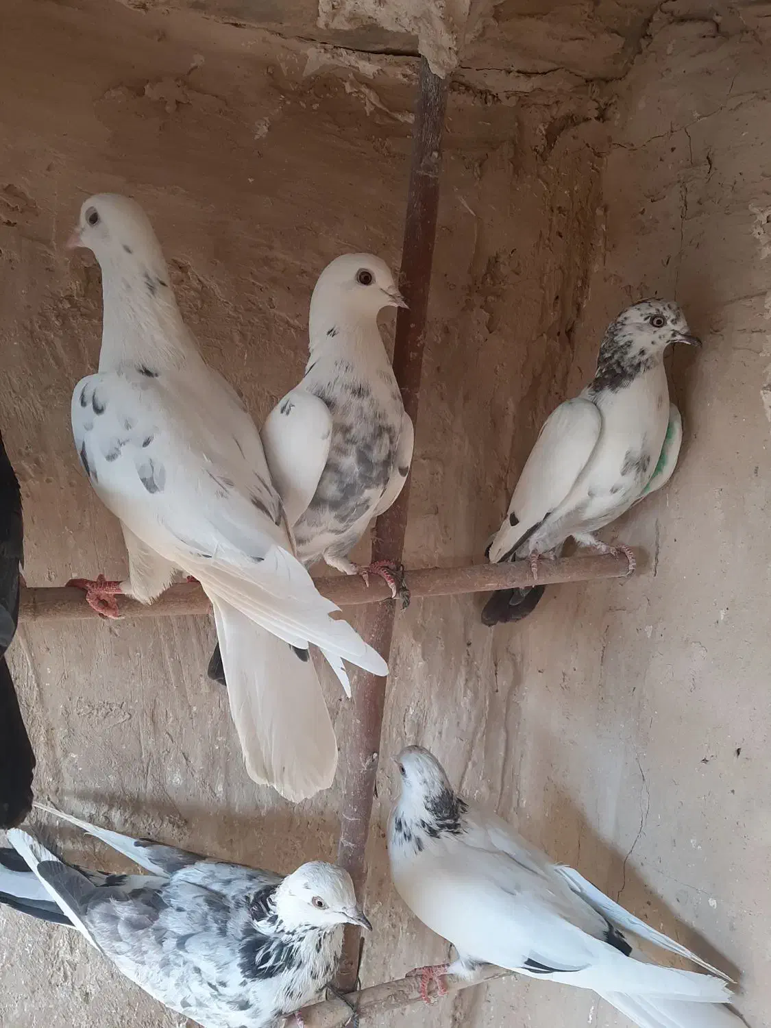 کبوترگرفتنی|پرنده|قم, کیوانفر|دیوار