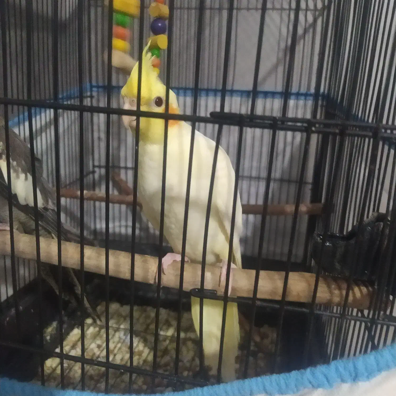 عروس هلندی|پرنده|حویق, |دیوار