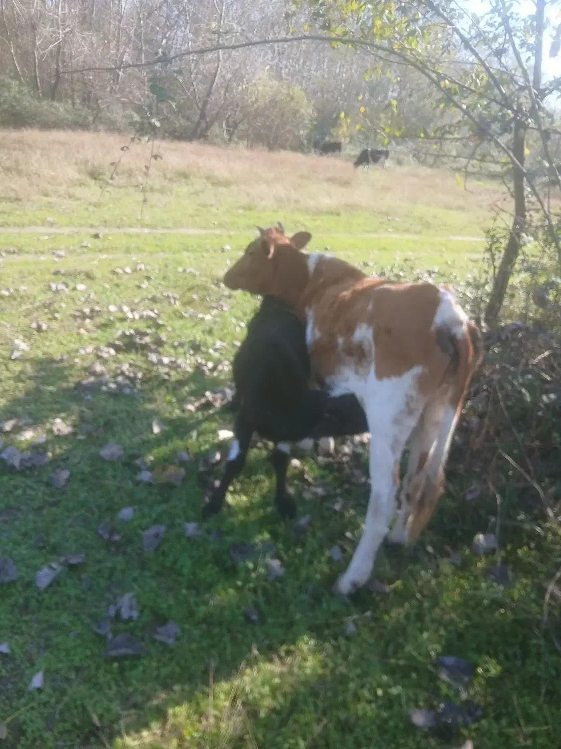 گاوباگوساله نر|حیوانات مزرعه|آستانه اشرفیه, |دیوار