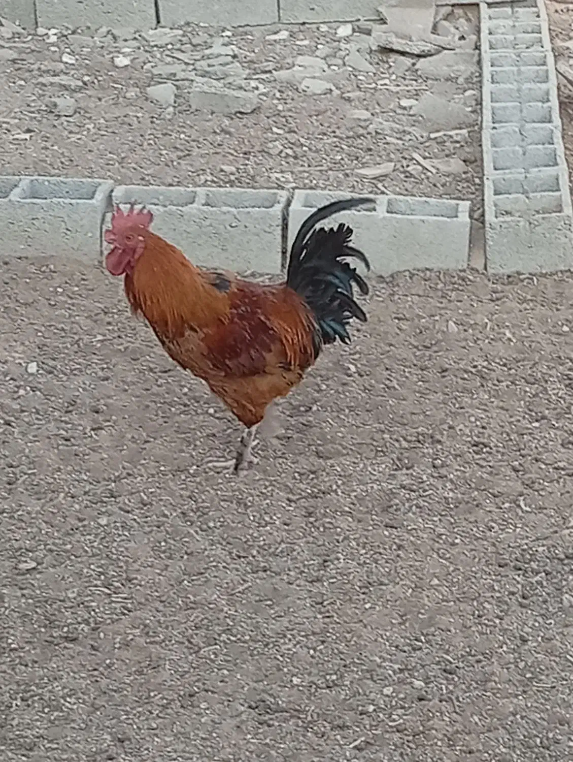 خروس|پرنده|نیریز, |دیوار