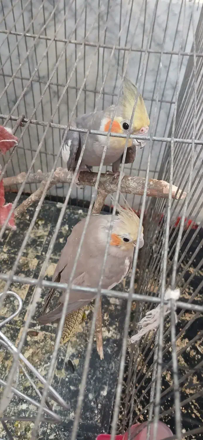 عروس هلندی|پرنده|تربت جام, شهید غلام زاده|دیوار