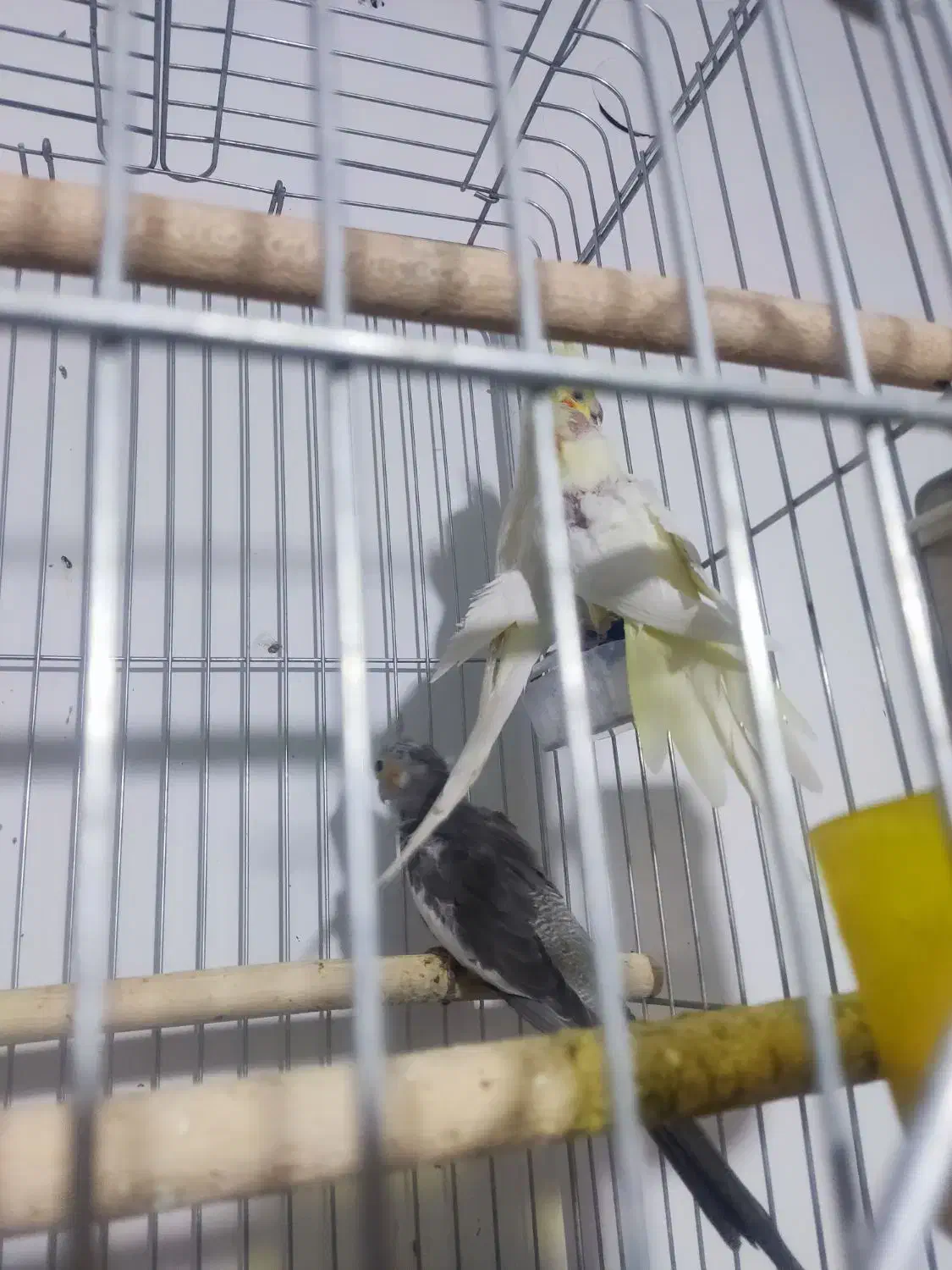 چند جفت عروس هلندی مولد|پرنده|آباده, |دیوار