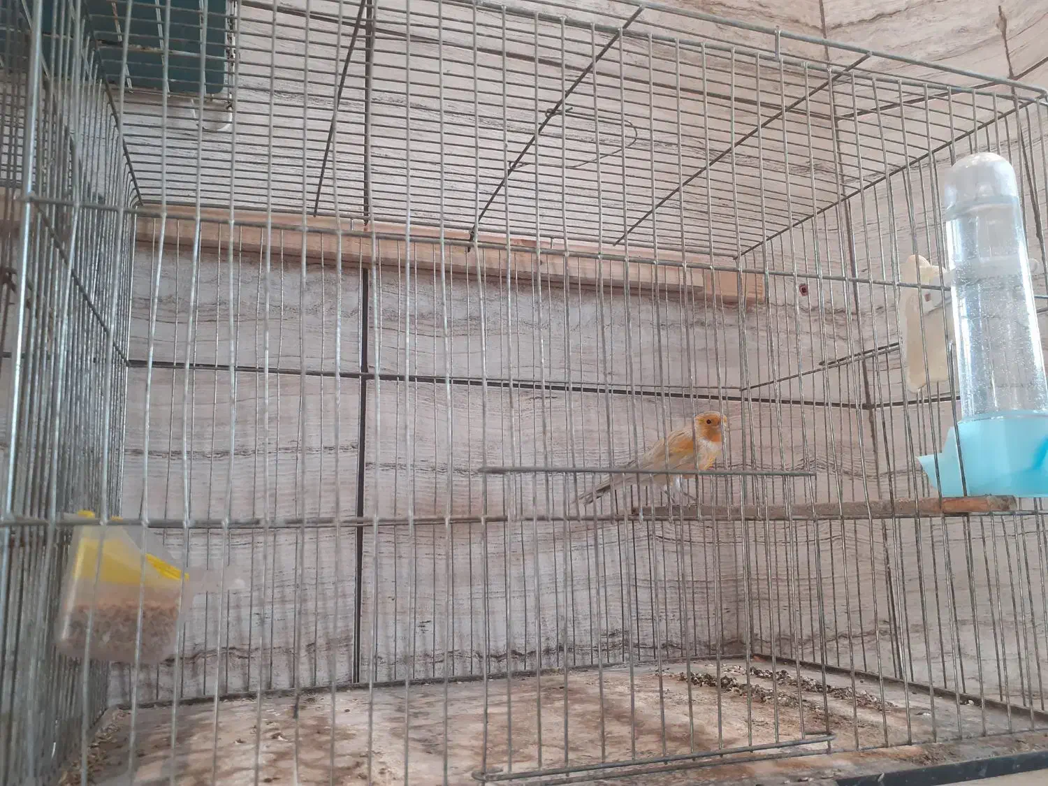 قناری نر مست|پرنده|شهریار, شهرک مصطفی خمینی|دیوار