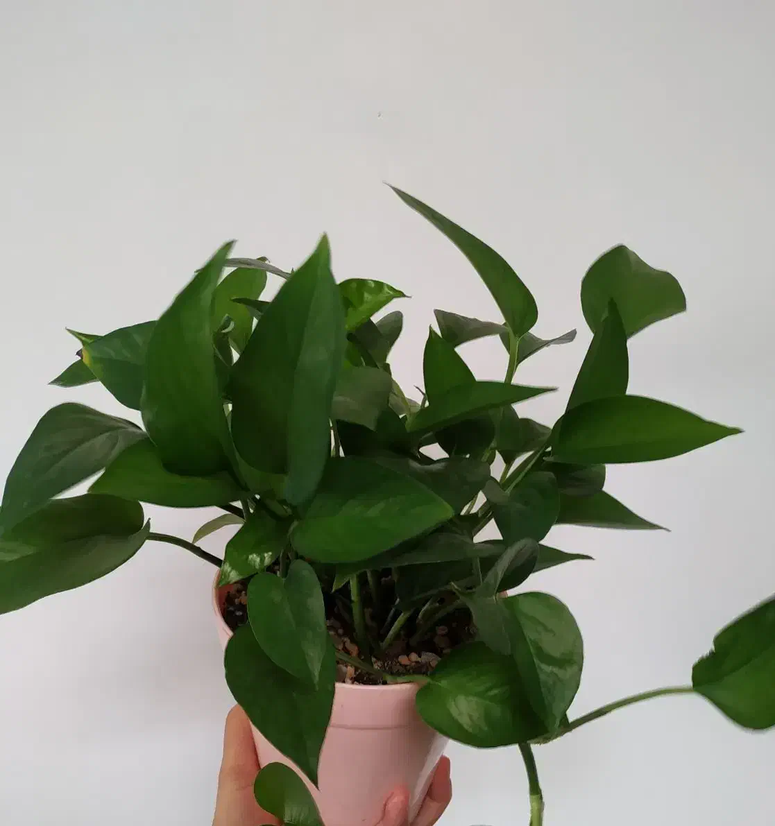 گیاه طبیعی|گل و گیاه طبیعی|بهبهان, |دیوار