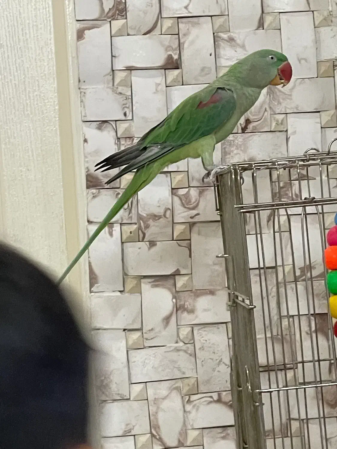 شاه طوطی سخنگو کلام دار|پرنده|تهران, امام زاده عبدالله|دیوار