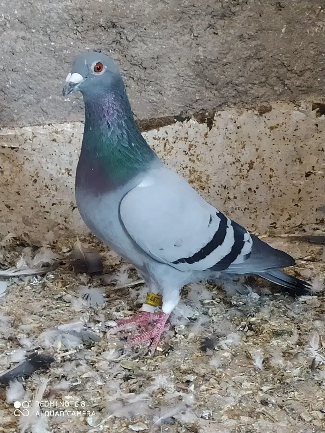 کبوتر  عتیقه جوجه و بزرگ|پرنده|آزادشهر, |دیوار