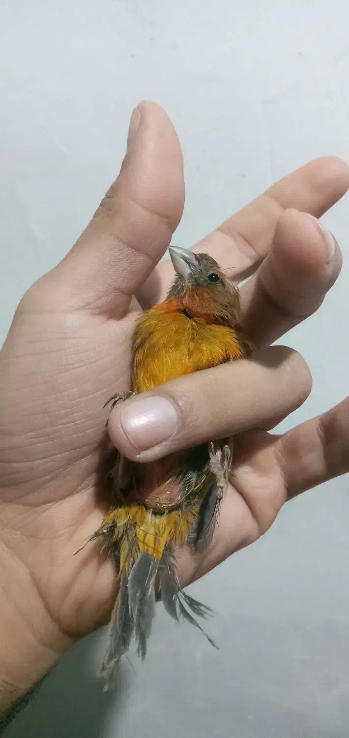 قناری ماده دارچینی سوخته اروجینال آماده|پرنده|بجنورد, |دیوار