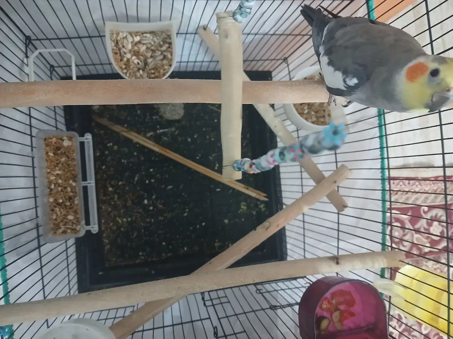 عروس هلندی نر|پرنده|کنگاور, |دیوار