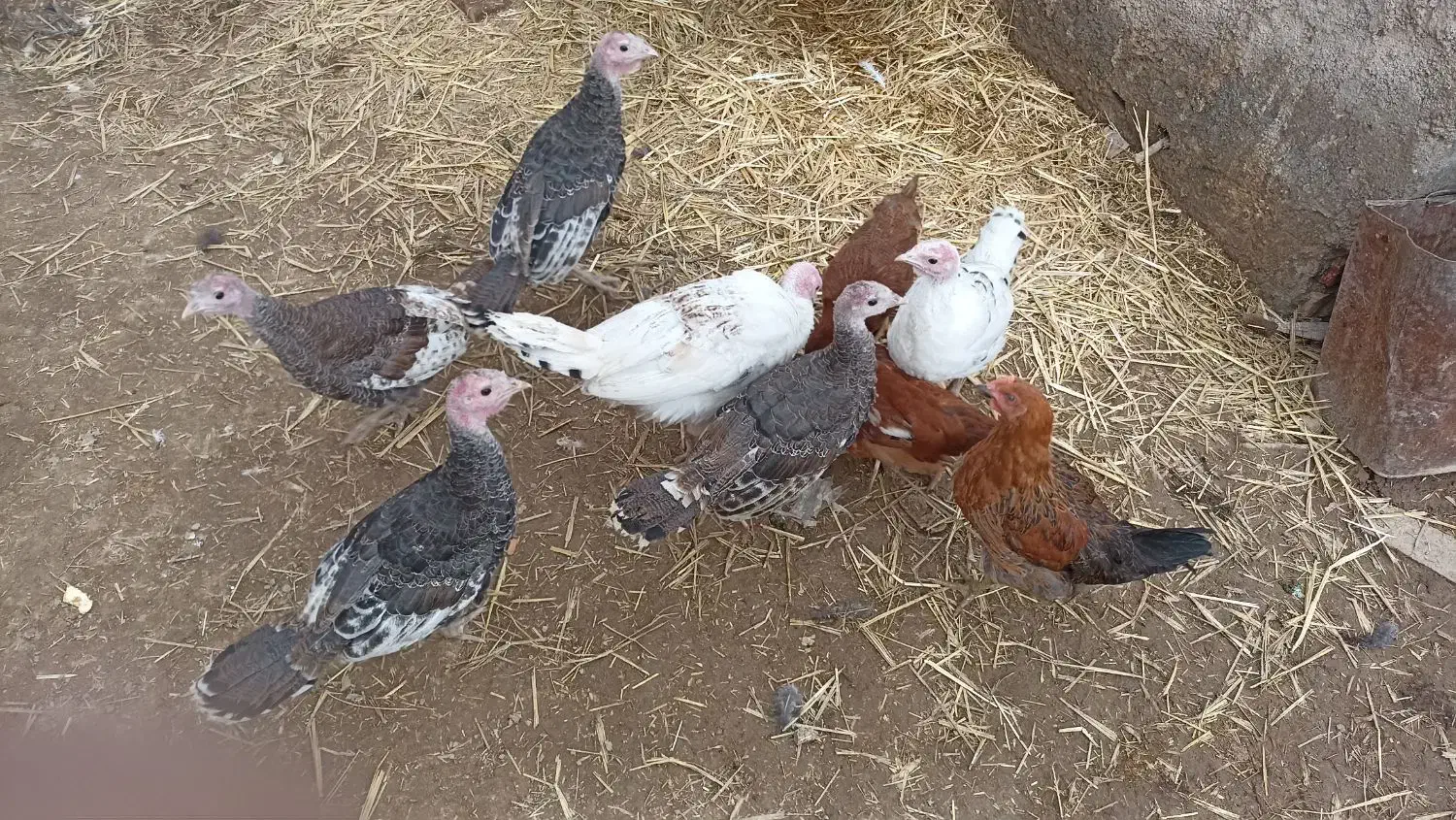 بوقلمون|حیوانات مزرعه|طاغنکوه, |دیوار