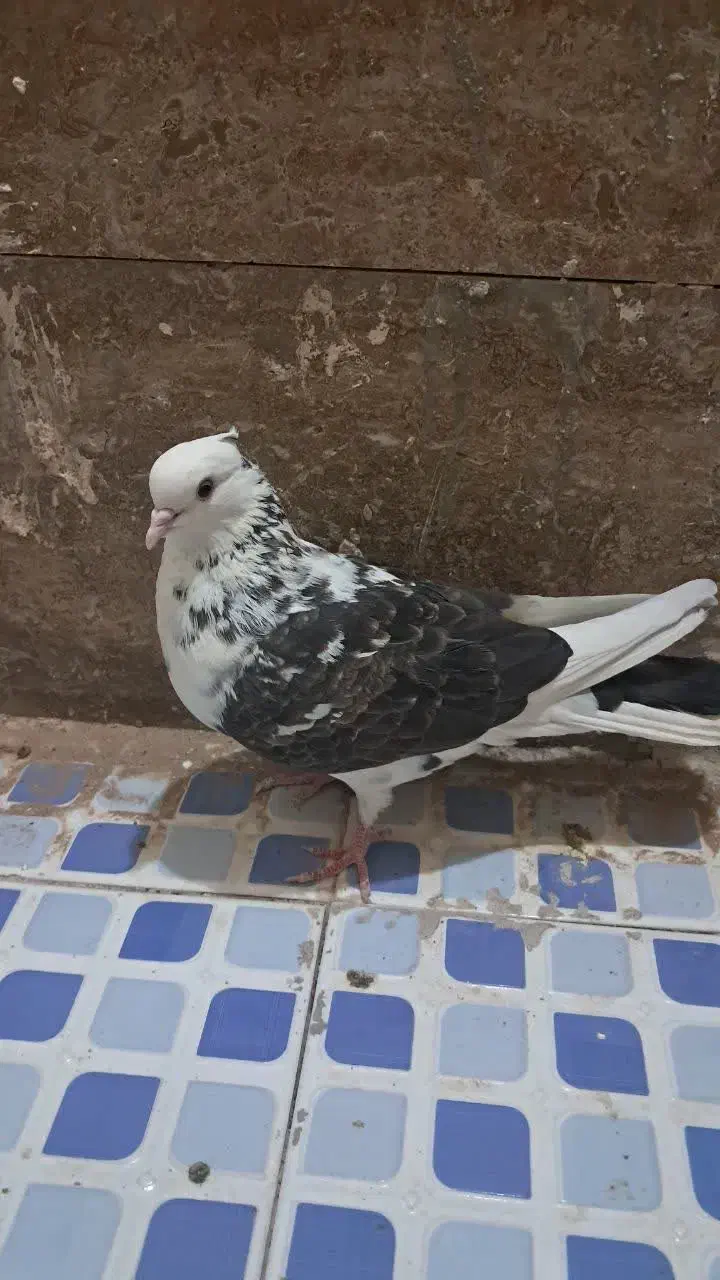 کفتر پرشی|پرنده|زارچ, |دیوار