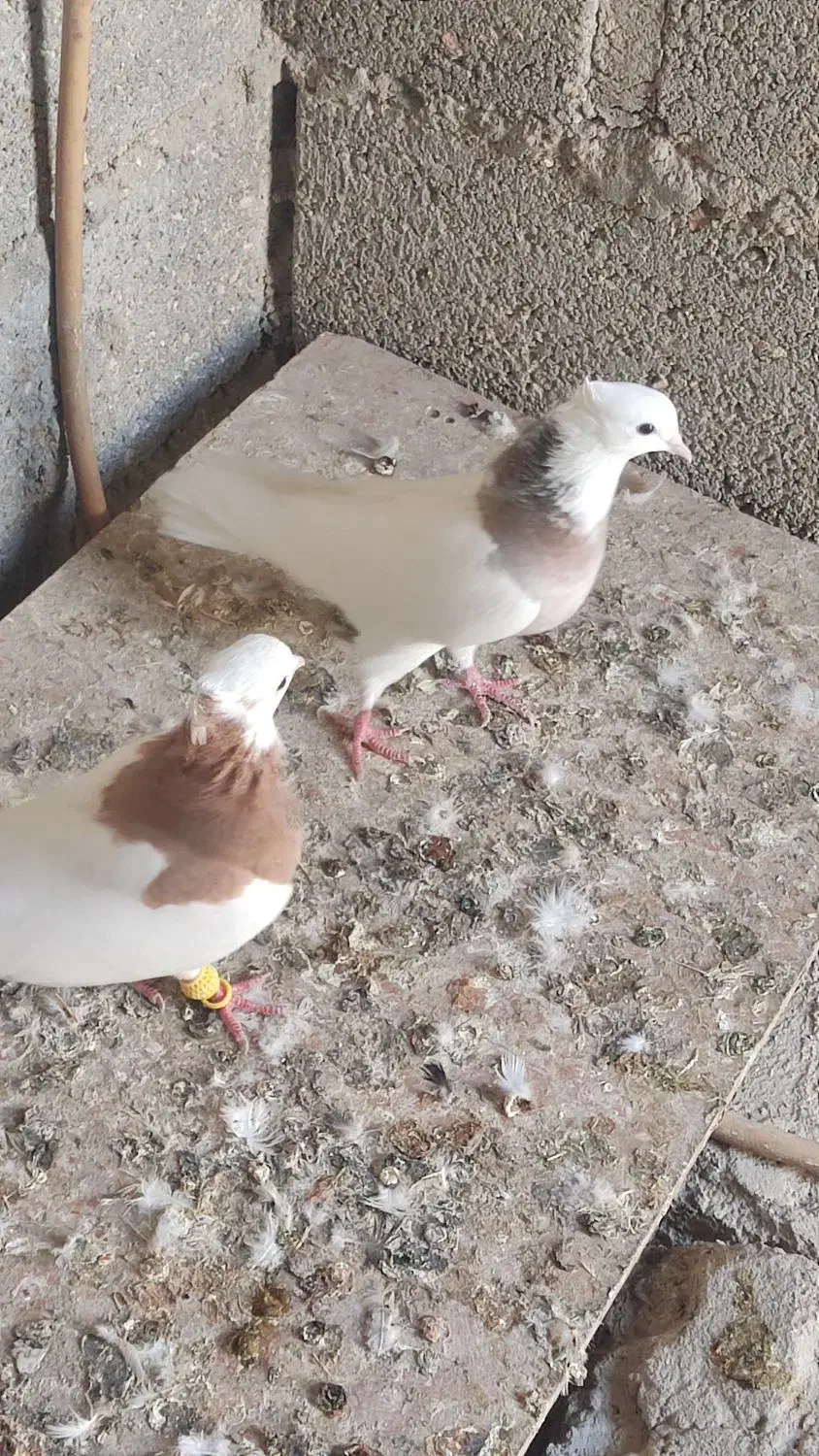 کبوتر طوقی زرد|پرنده|مهر, |دیوار