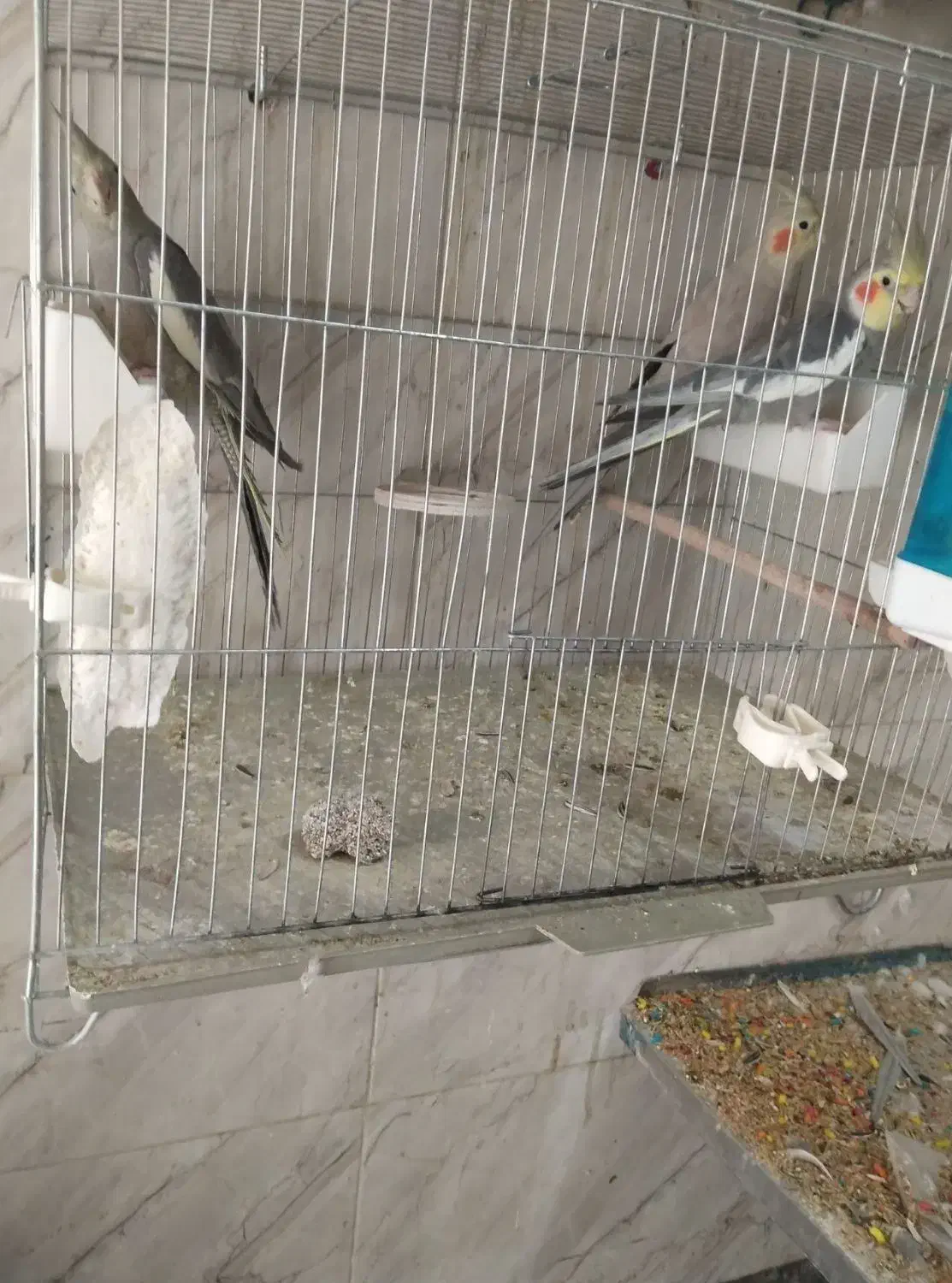 عروس هلندی توسی|پرنده|سلماس, |دیوار