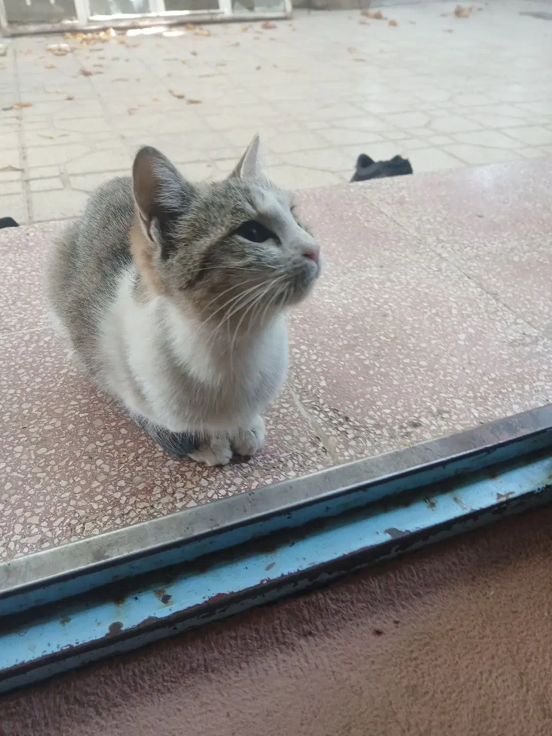 واگذاری بچه گربه|گربه|ابهر, |دیوار