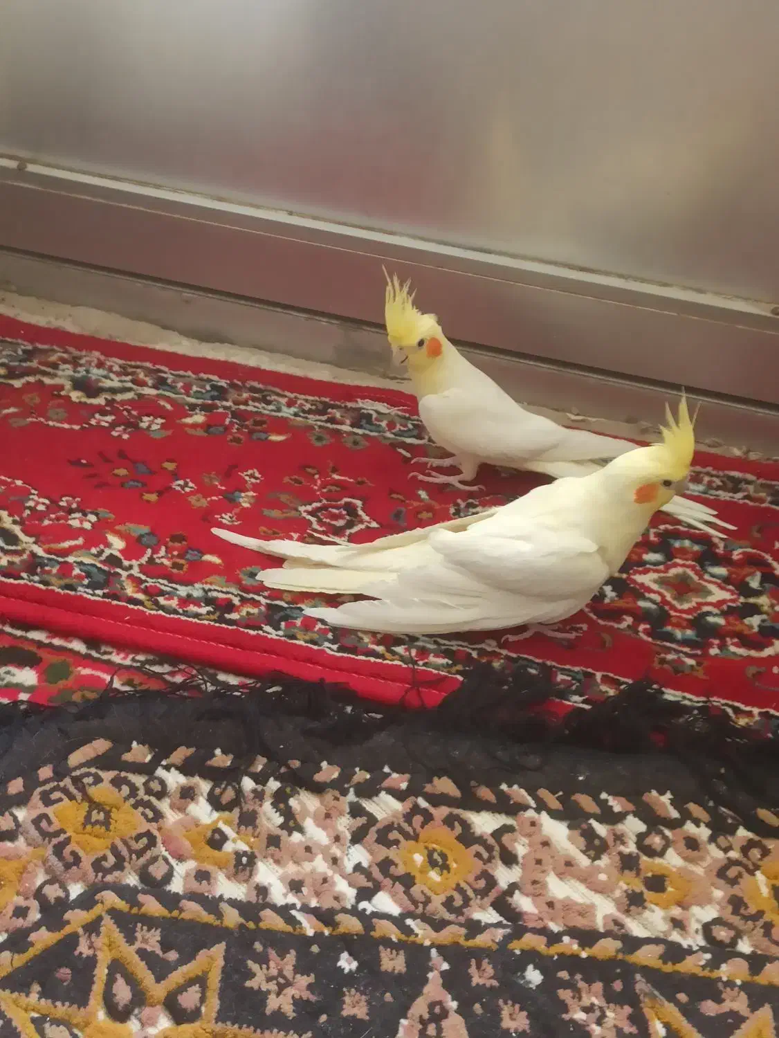 لوتینو مولد|پرنده|خمینی‌شهر, |دیوار