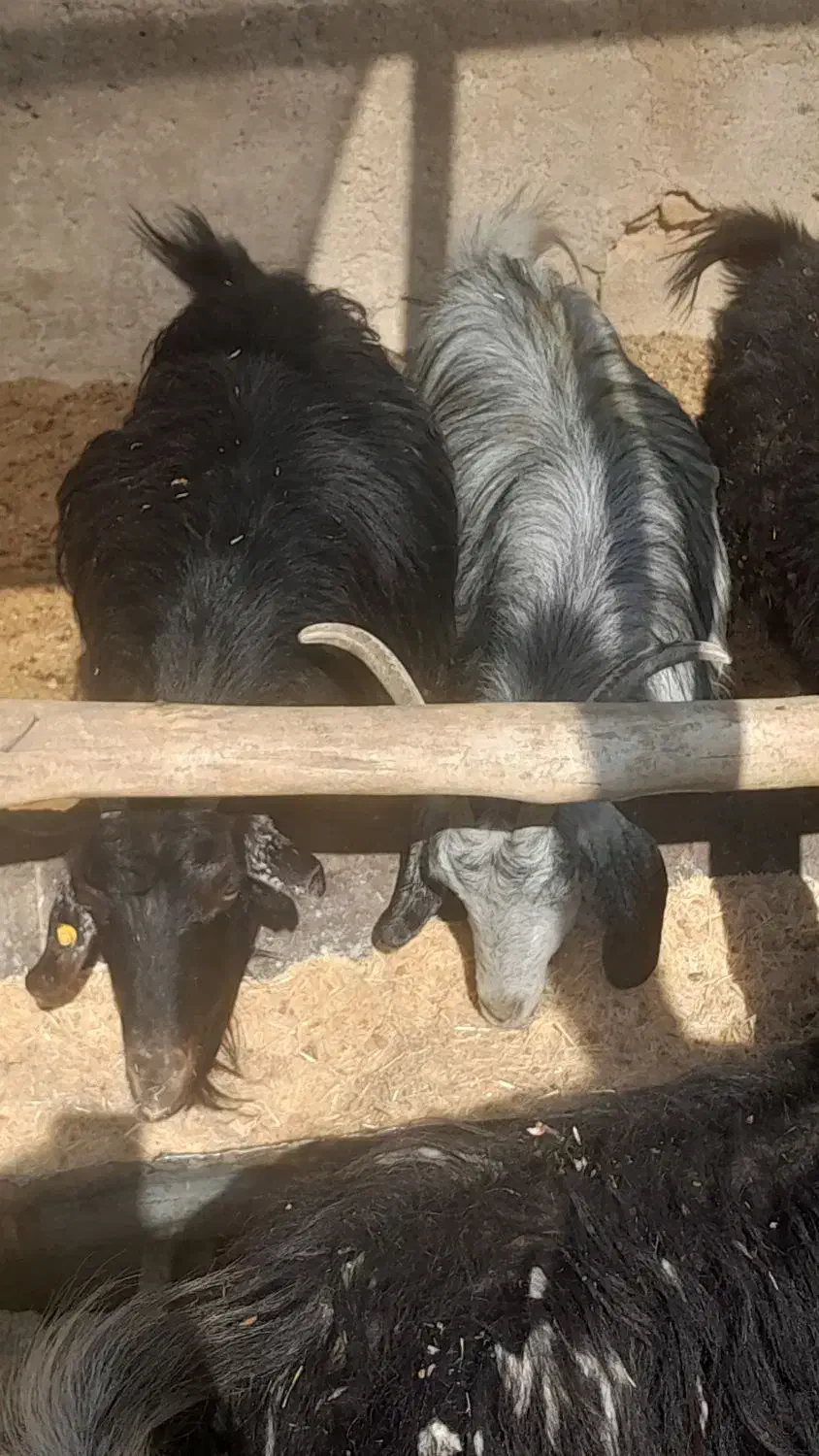 بز سرمایه جوان ومیش سرمایه جوان|حیوانات مزرعه|مرودشت, ده بید|دیوار