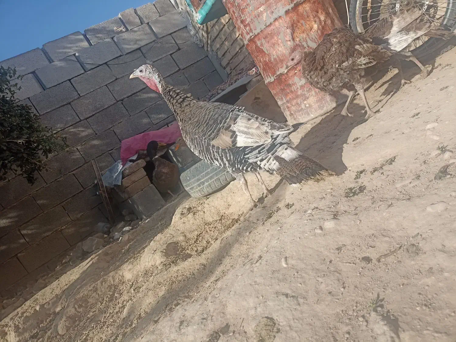 بوقلمون|حیوانات مزرعه|فسا, |دیوار