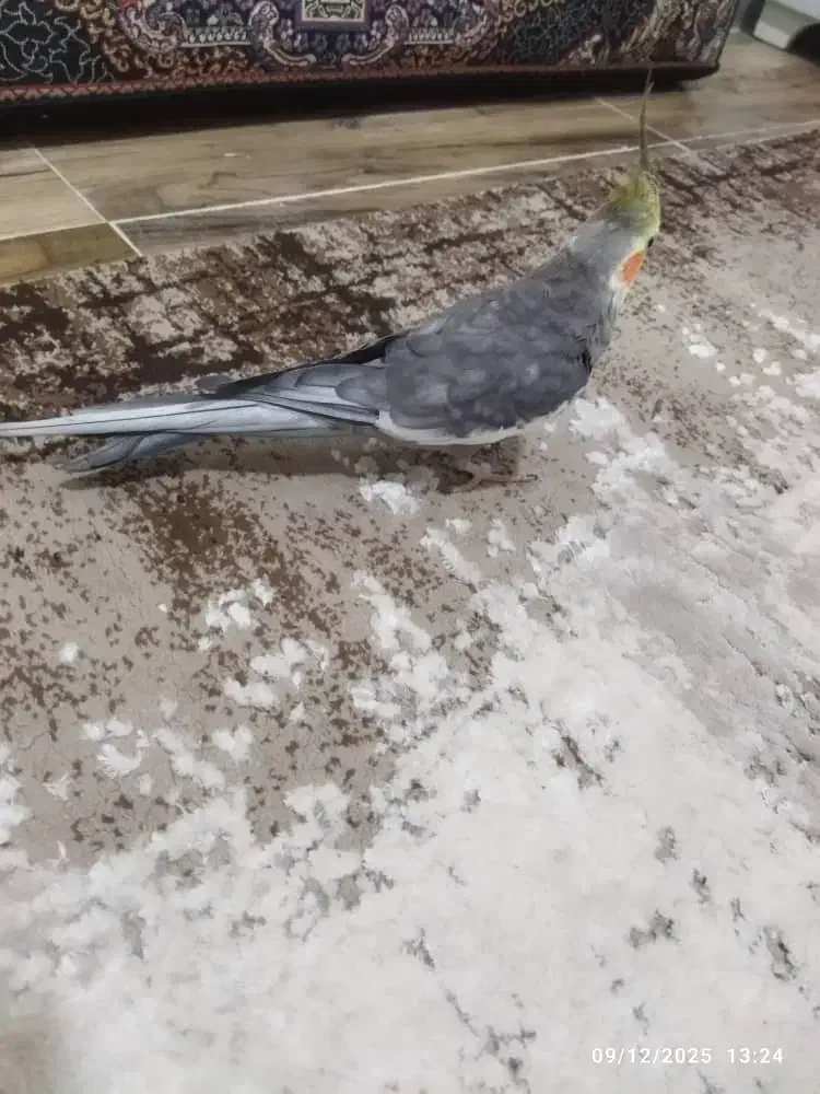 طوطی عروس|پرنده|تولم شهر, |دیوار