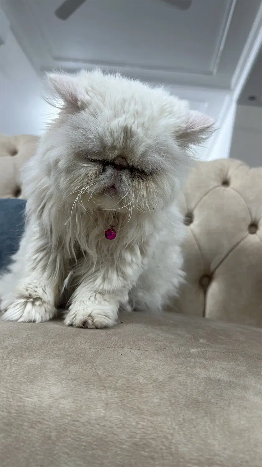 گربه پرشین|گربه|یزد, |دیوار