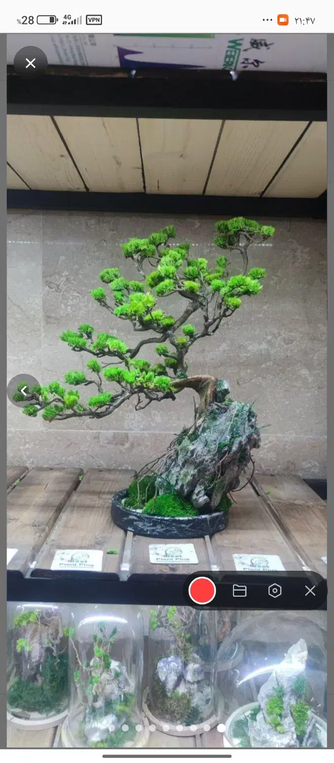 بونسای ،جاودان|گل و گیاه طبیعی|اراک, |دیوار