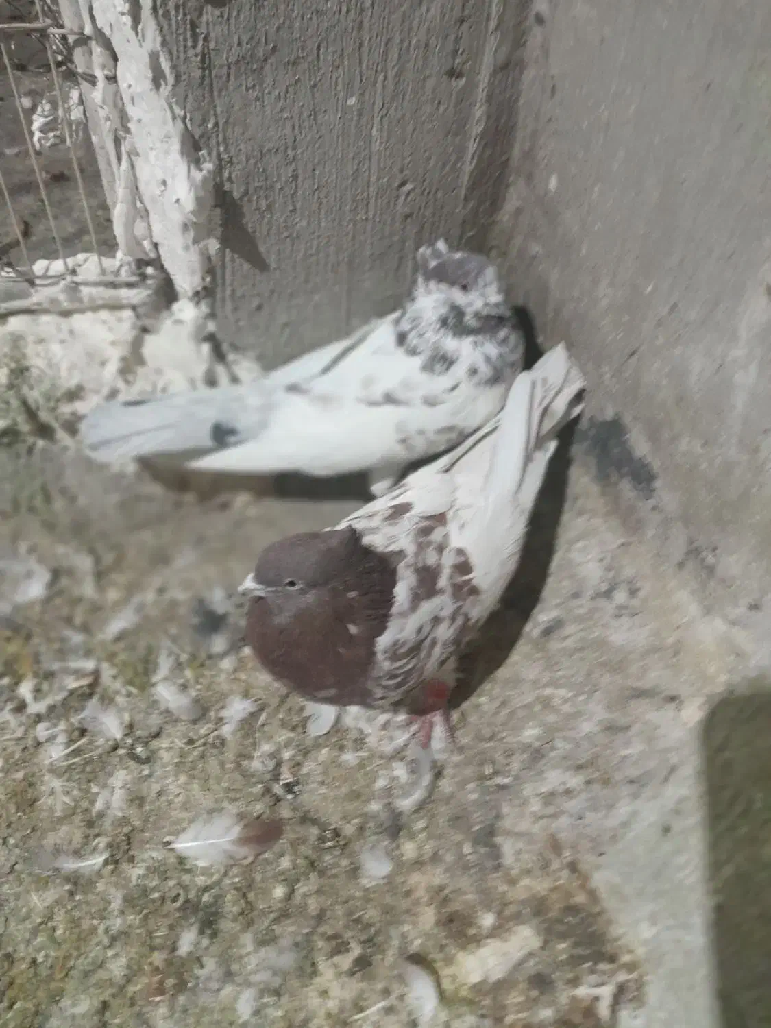 باسلام فروش کبوتر کله سرخ۶۰۰تومان|پرنده|اصفهان, الهیه|دیوار