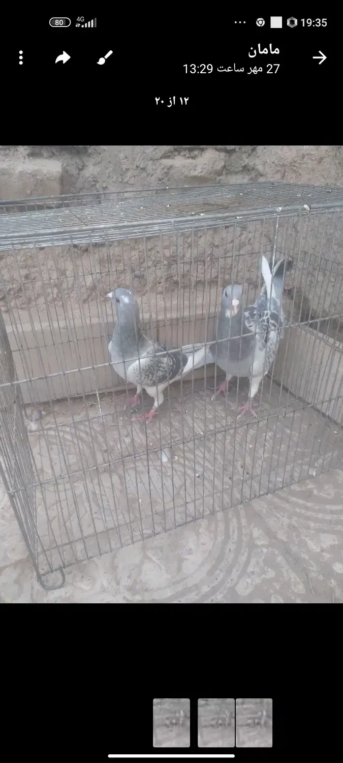 کفتر یا کبوتر پلنگ|پرنده|گلزار, |دیوار