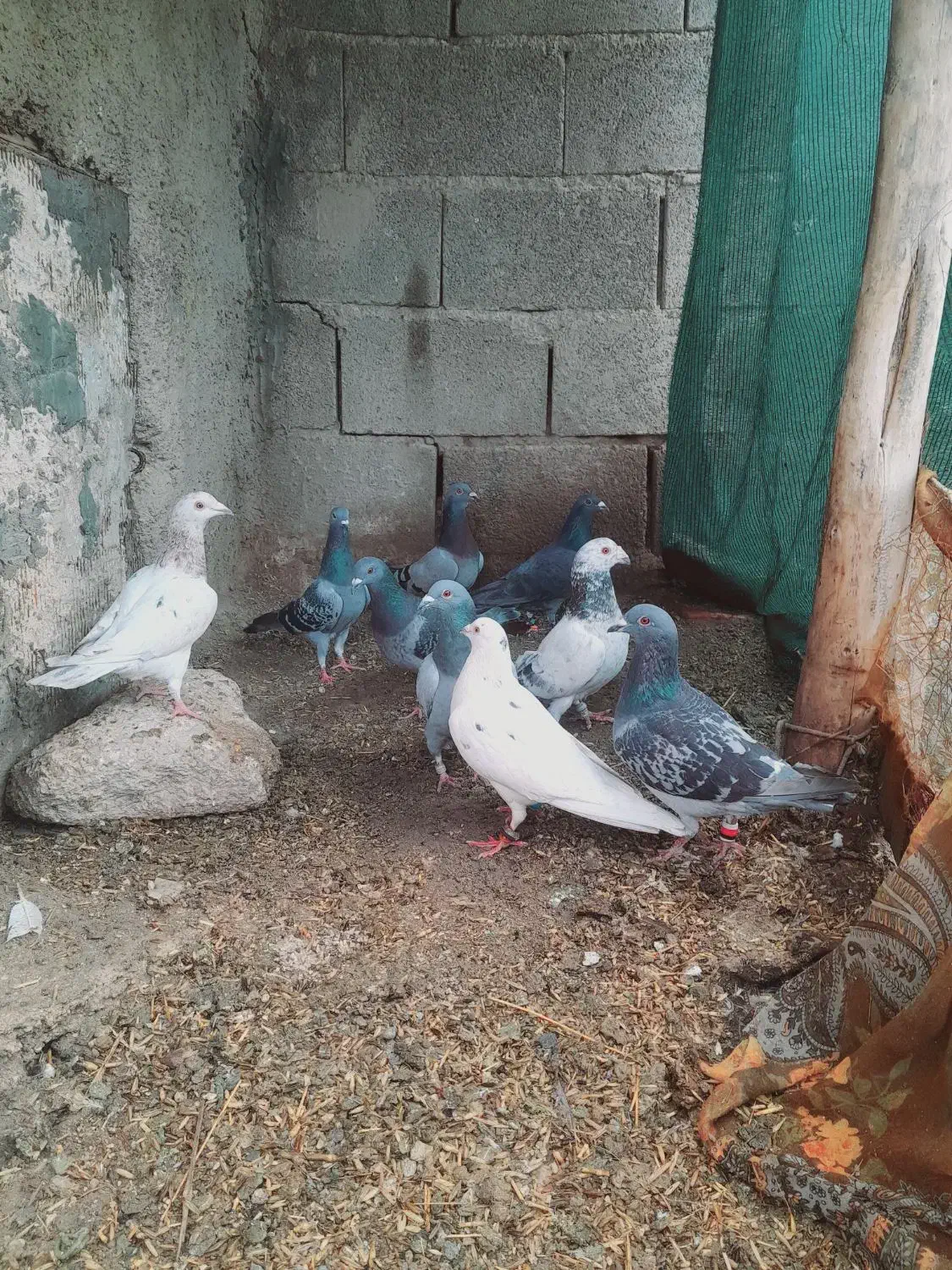 پلاکی زرنگ|پرنده|مرودشت, دولت آباد|دیوار