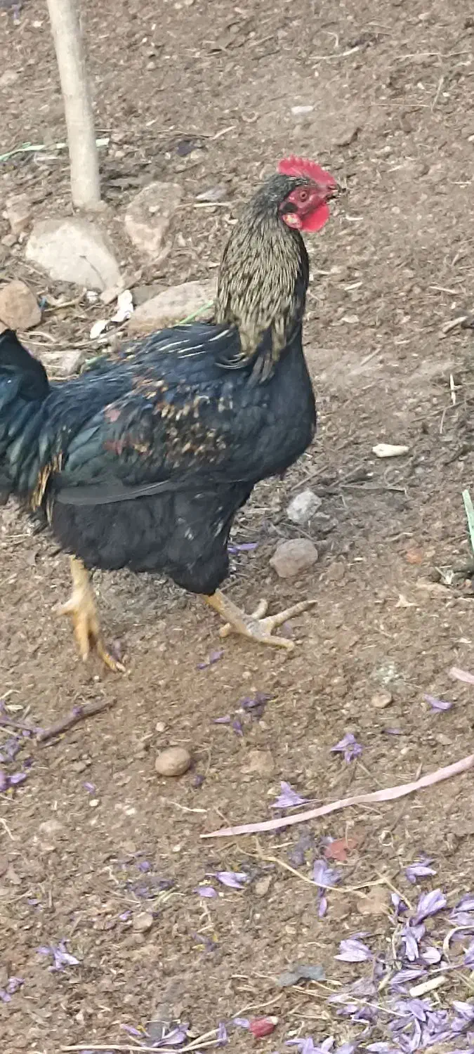 تخم مرغ محلی و خروس|خوردنی و آشامیدنی|گلپایگان, |دیوار