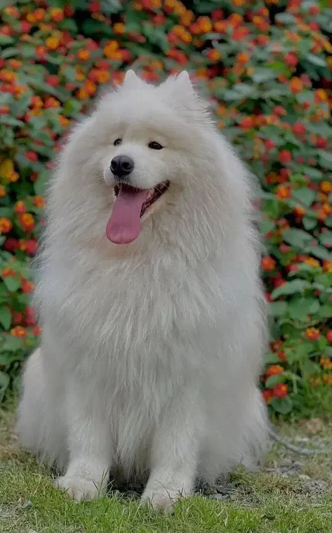 سگ سامویید|سگ|رشت, سلیمانداراب|دیوار