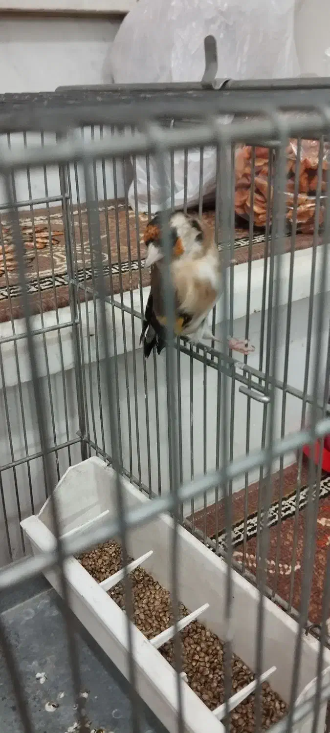 سهره معاوضه با سهره قناری بخون|پرنده|بروجرد, |دیوار