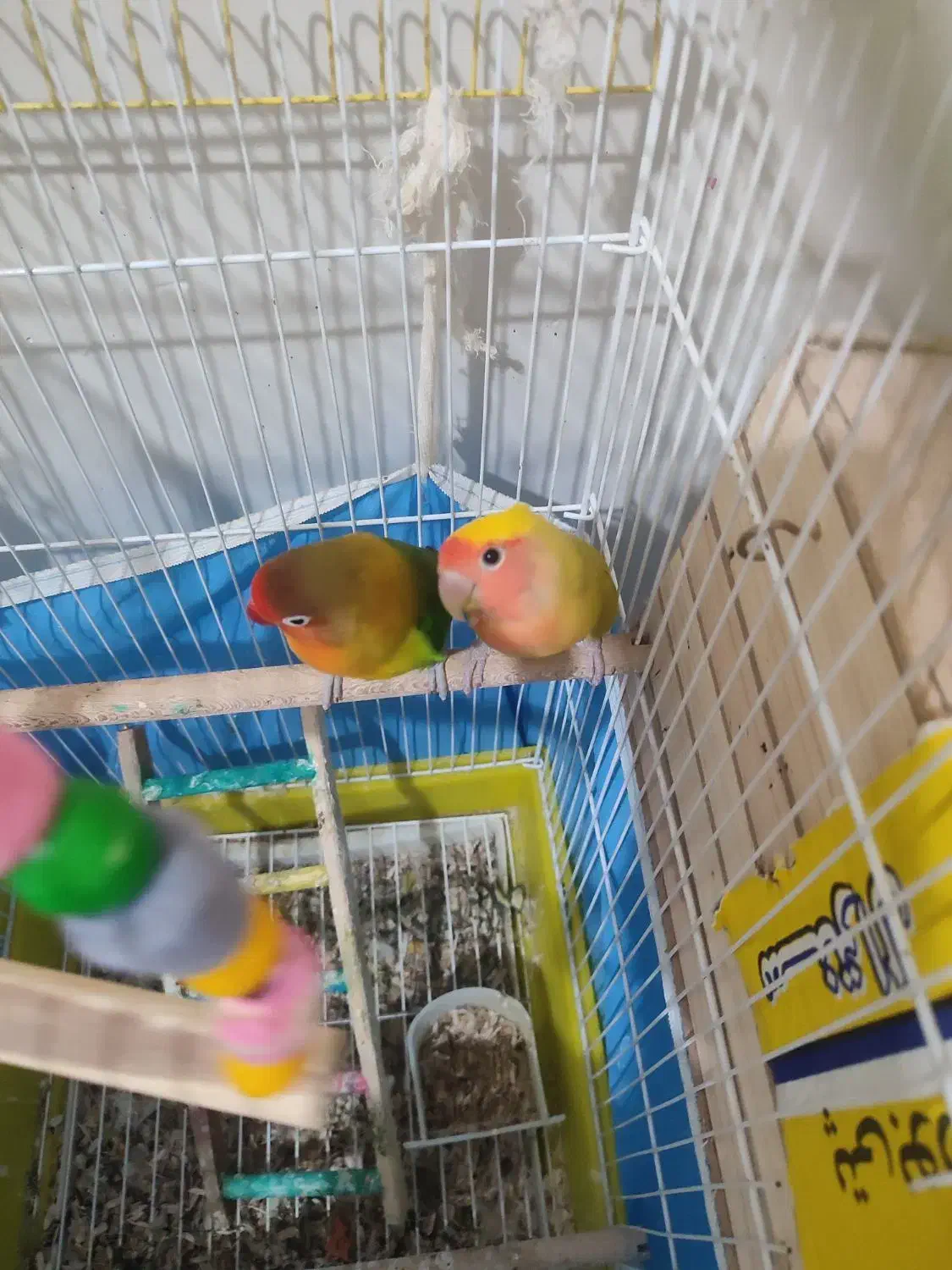 سه عدد طوطی برزیلی|پرنده|اشتهارد, |دیوار