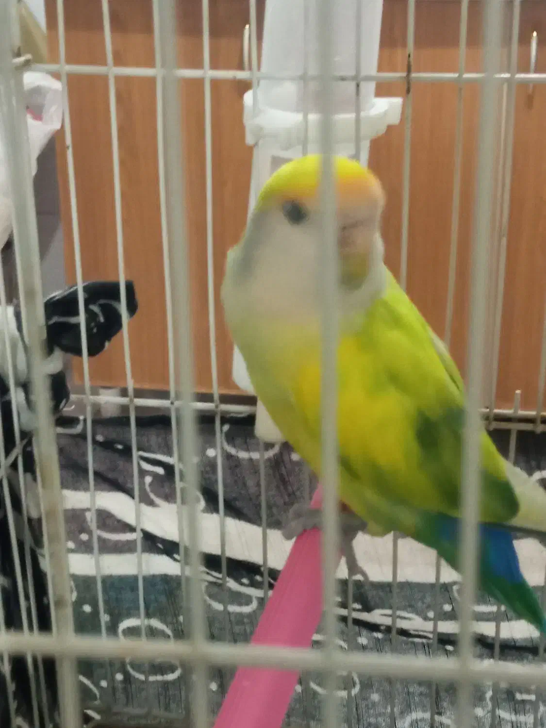 فروش کوتوله برزیلی|پرنده|شیراز, فضل‌آباد|دیوار