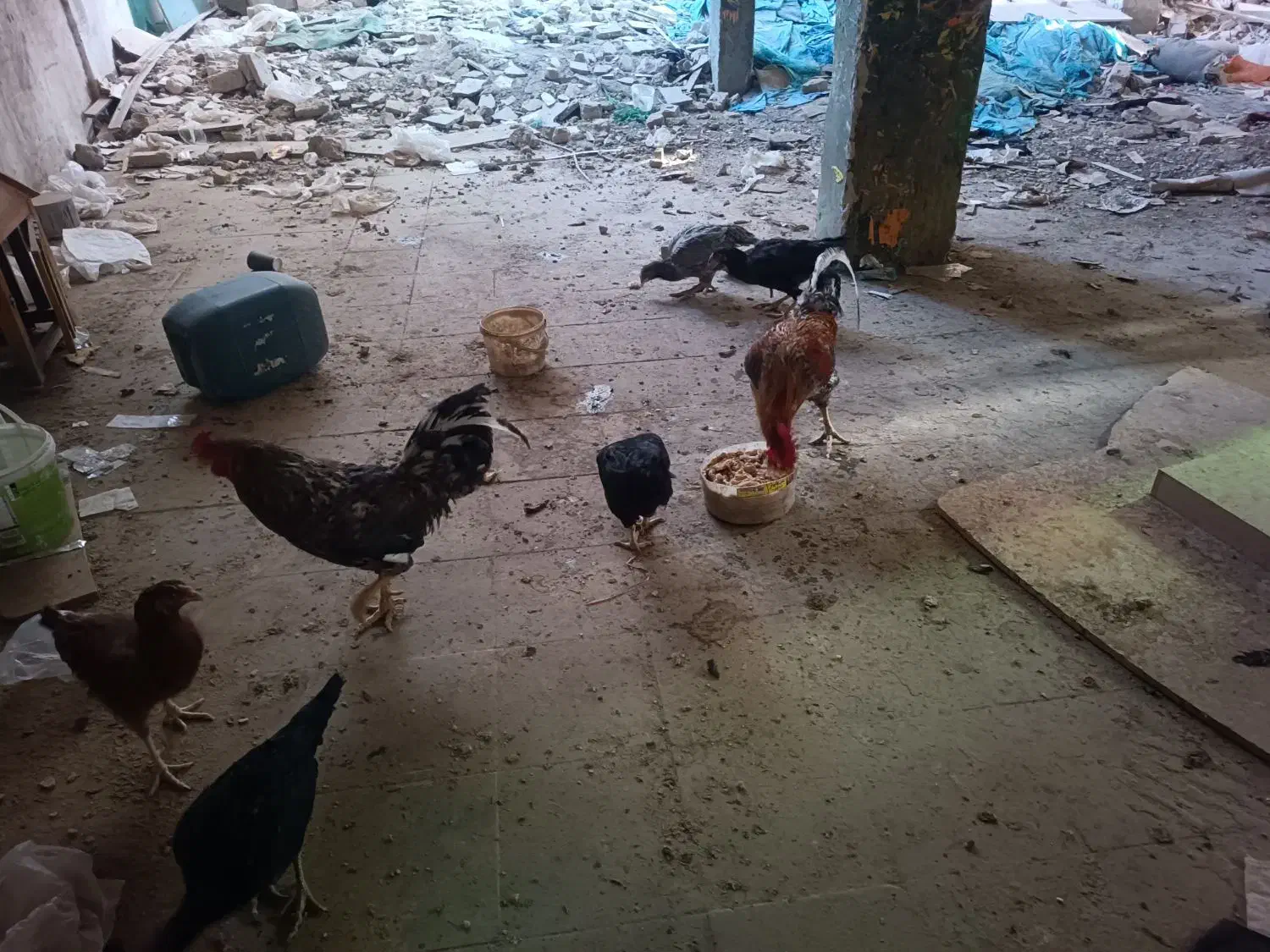 حیوانات|حیوانات مزرعه|مشهد, هفده شهریور|دیوار