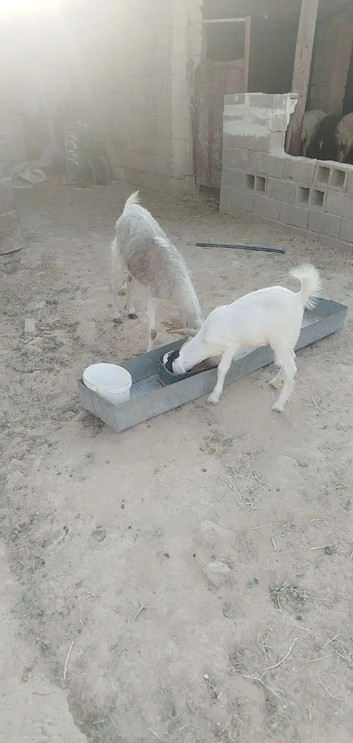 بز ماده با بزغاله|حیوانات مزرعه|رامشیر, |دیوار