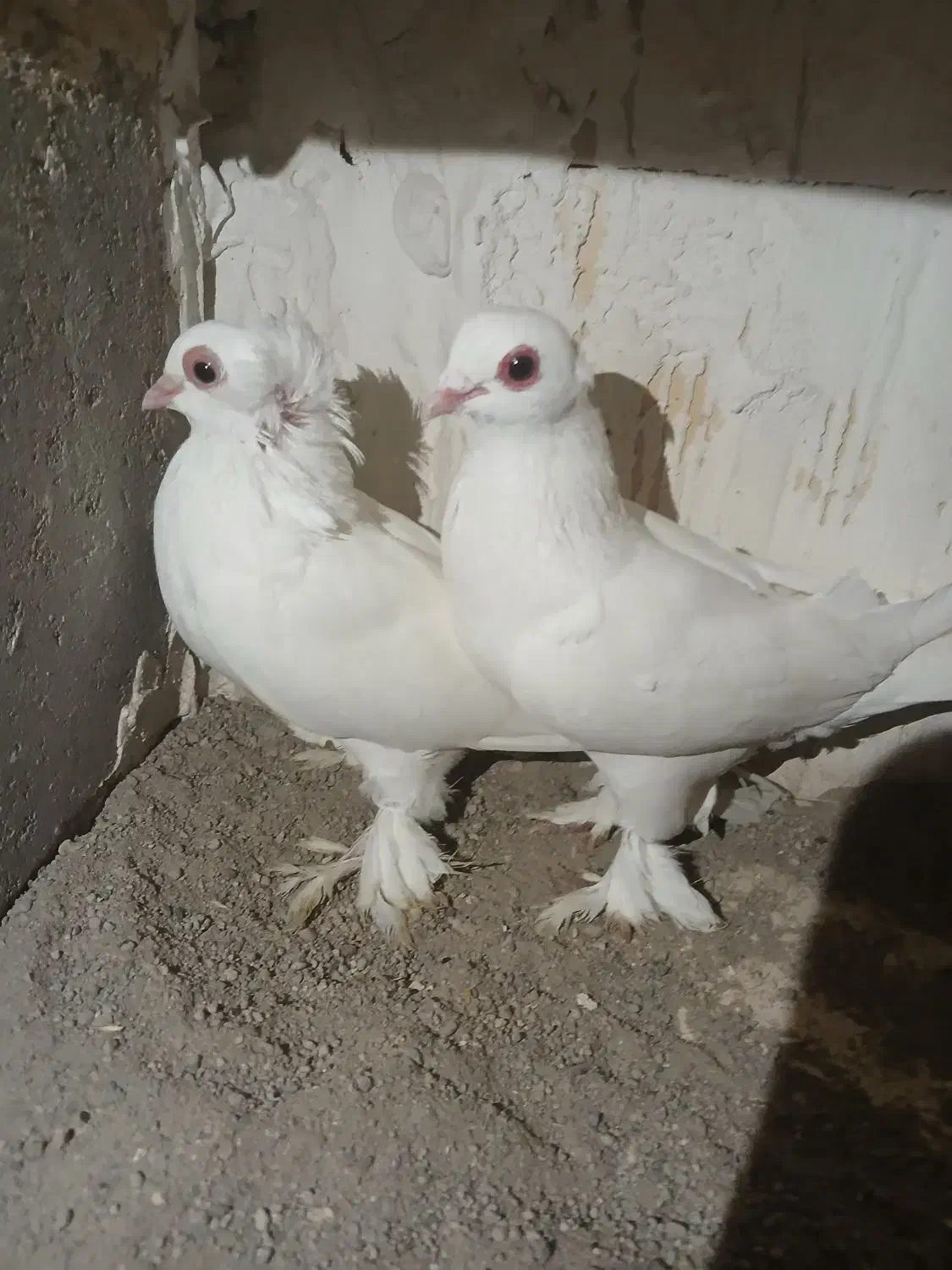 کبوتر قره اغ گوروخ|پرنده|باسمنج, |دیوار