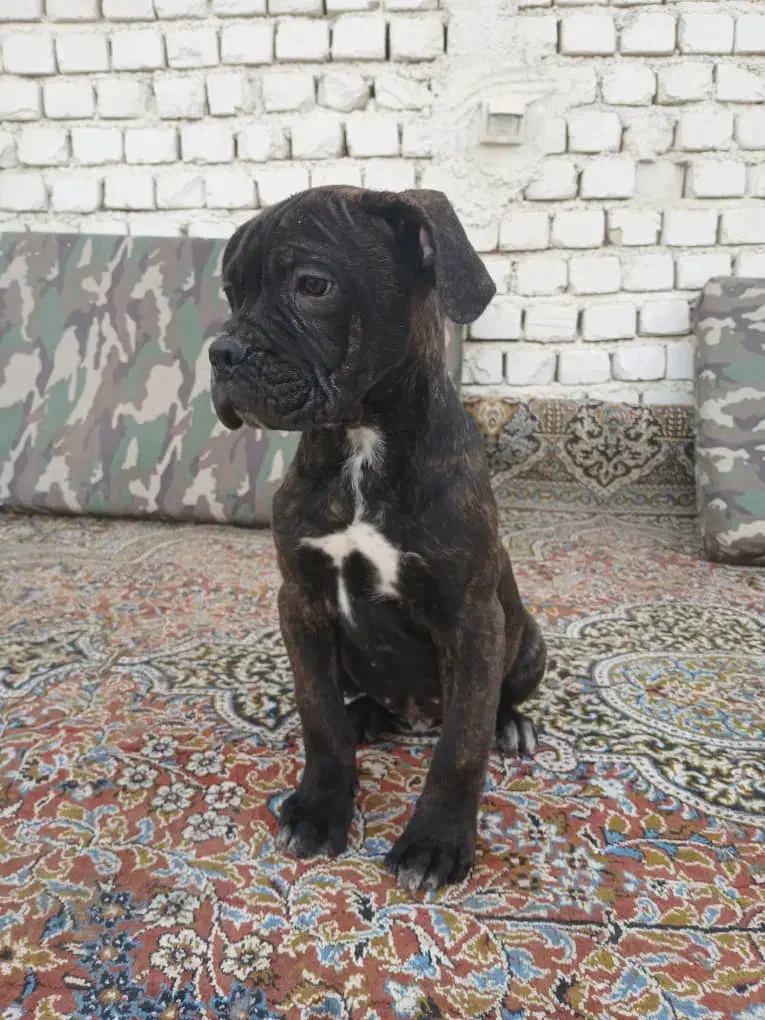 کنکورسو|سگ|اصفهان, کوی شهید کشوری|دیوار