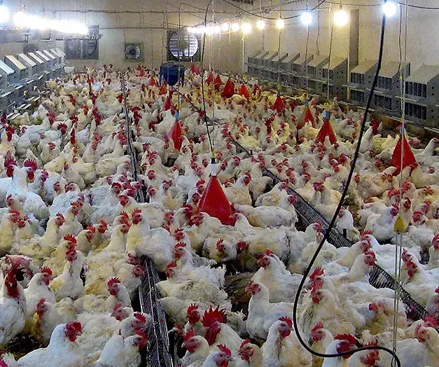 نیازمند کارگر آقا جهت کار در مرغداری|استخدام صنعتی، فنی، مهندسی|اردبیل, |دیوار