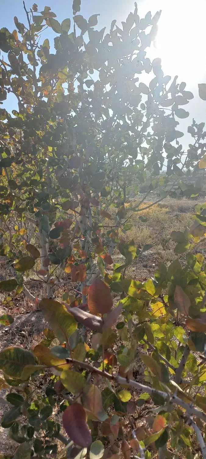 فروش باغ در گلزار مرند|فروش زمین و ملک کلنگی|یامچی, |دیوار