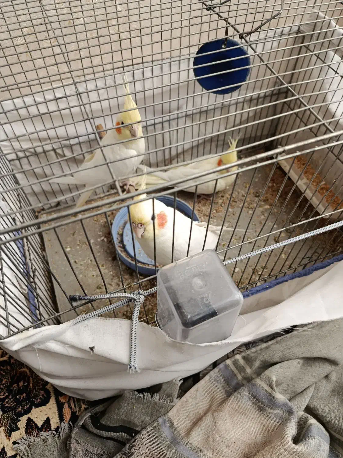 طوطی عروس لوتینو|پرنده|نظرآباد, رسالت|دیوار