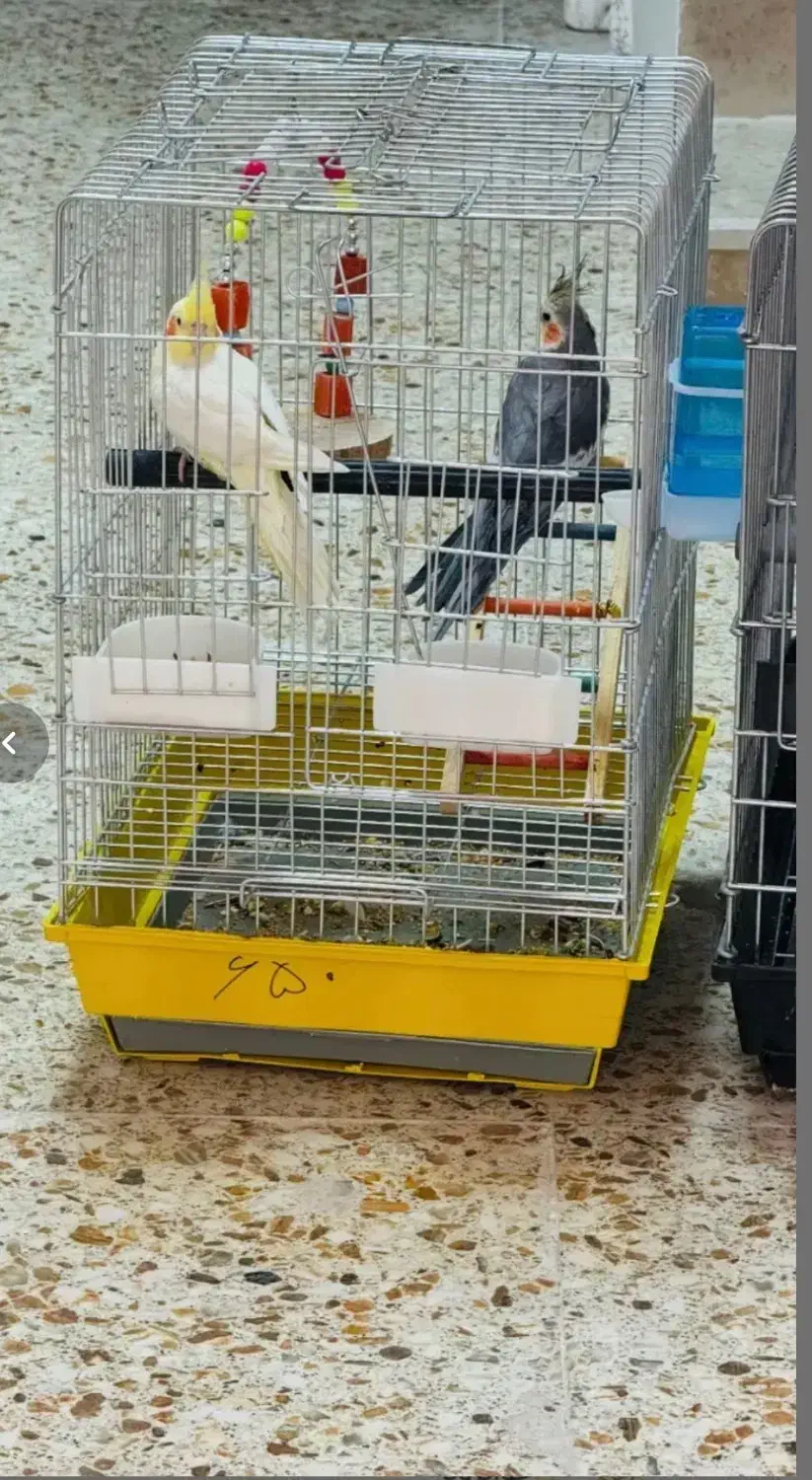 دو عدد عروس هلندی|پرنده|جوانرود, |دیوار