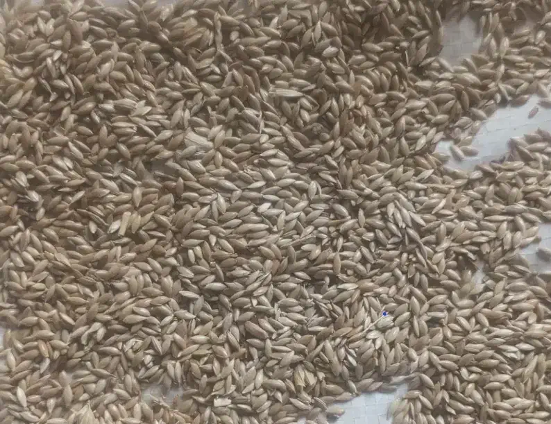 فروش بذر گندم ،عدس،تخم کتان همگی بوجاری شده|گل و گیاه طبیعی|قشلاق دشت, |دیوار