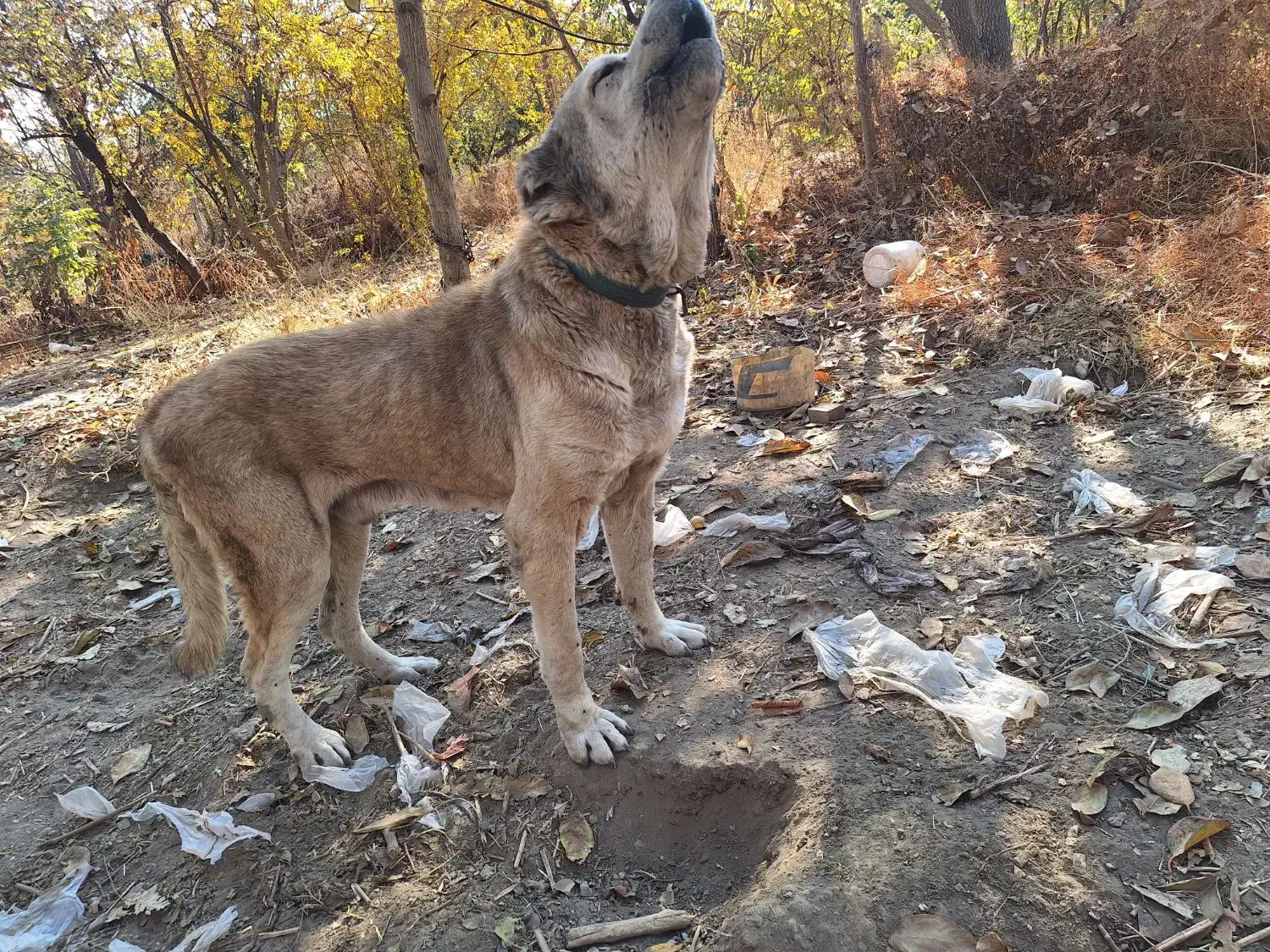 سگ پژدر سفت|سگ|قدس, شهرک دانش|دیوار